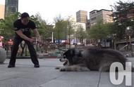 阿拉斯加犬体重达125斤，专家用逗猫棒帮助其减肥