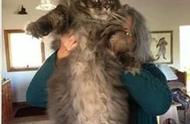 家有萌宠之巨型波斯猫——布鲁斯